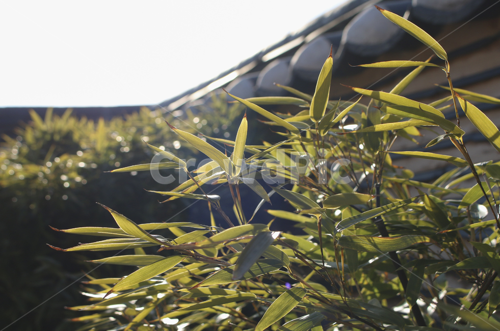 plant,식물,tree,나무,leaf,잎,나뭇잎,햇빛
