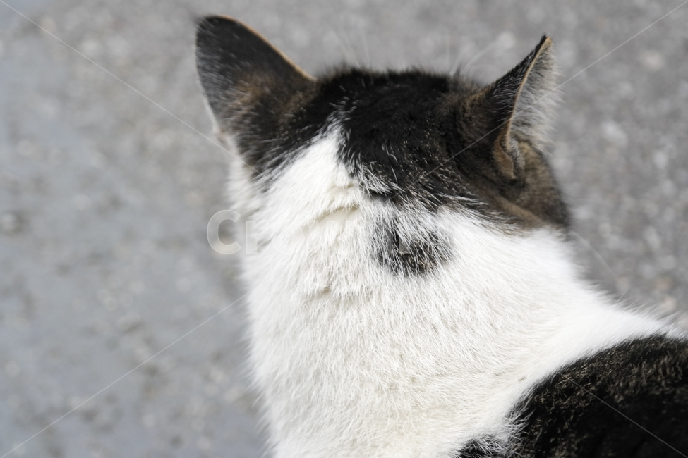 길고양이,고양이,뒷모습,코리안숏헤어,cat,동물,animal,포유류,mammal,고양이,cat,kitten,kitty