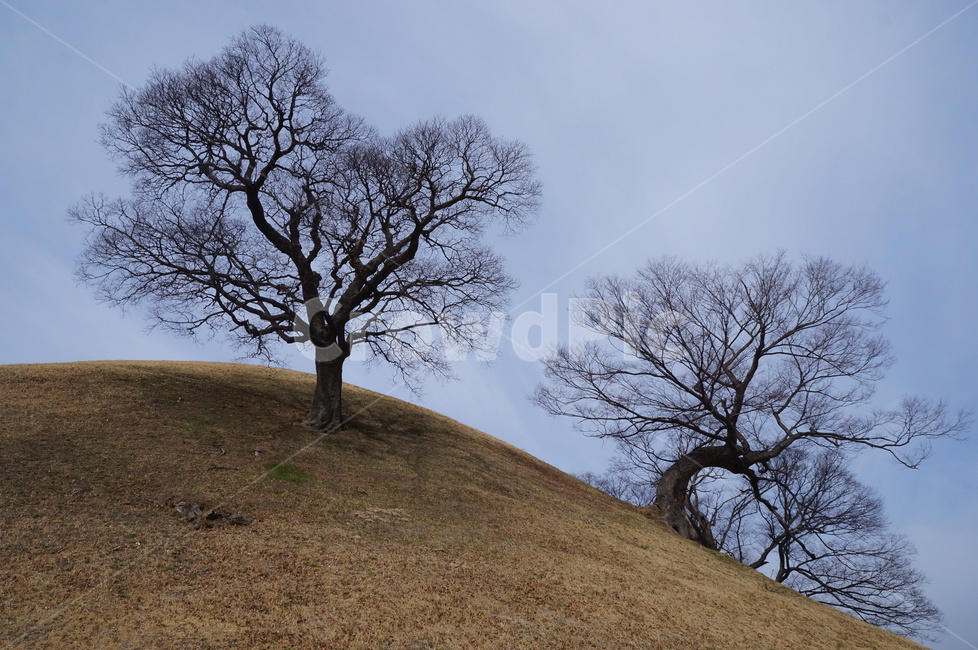 경주,왕릉,나무,무덤,왕,한국,자연,풍경,nature,landscape,grassland,목초지,field,들,outdoors,옥외,mound,투수판