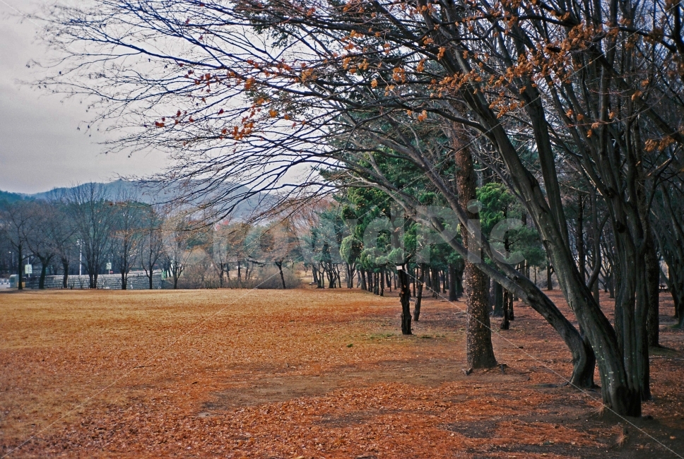 나무,숲,겨울,풍경,산,필카,필름카메라,감성,가을,계절,fall,autumn,season,자연,풍경,nature,landscape,한국자연풍경,한국자연경관,korea nature landscape,plant,식물,tree,tree trunk,나무 줄기,ground,바닥