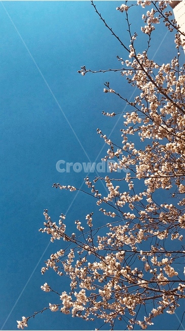 벚꽃,봄꽃,spring,springiscoming,blossom,식물,flower,꽃
