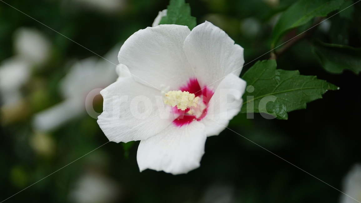 무궁화,꽃,식물,플라워,자연,flower,nature,여름,7월,summer,국화,한국,korea,풍경,landscape,꽃사진,plants,식물,자연,plants,nature,꽃,flower