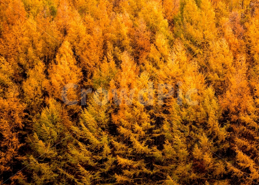 비에이,북해도,가을,단풍,풍경,여행,힐링,홋카이도,가을,계절,fall,autumn,season,자연,풍경,nature,landscape,tree,나무,plant,식물,conifer,구과 식물,larch,낙엽송
