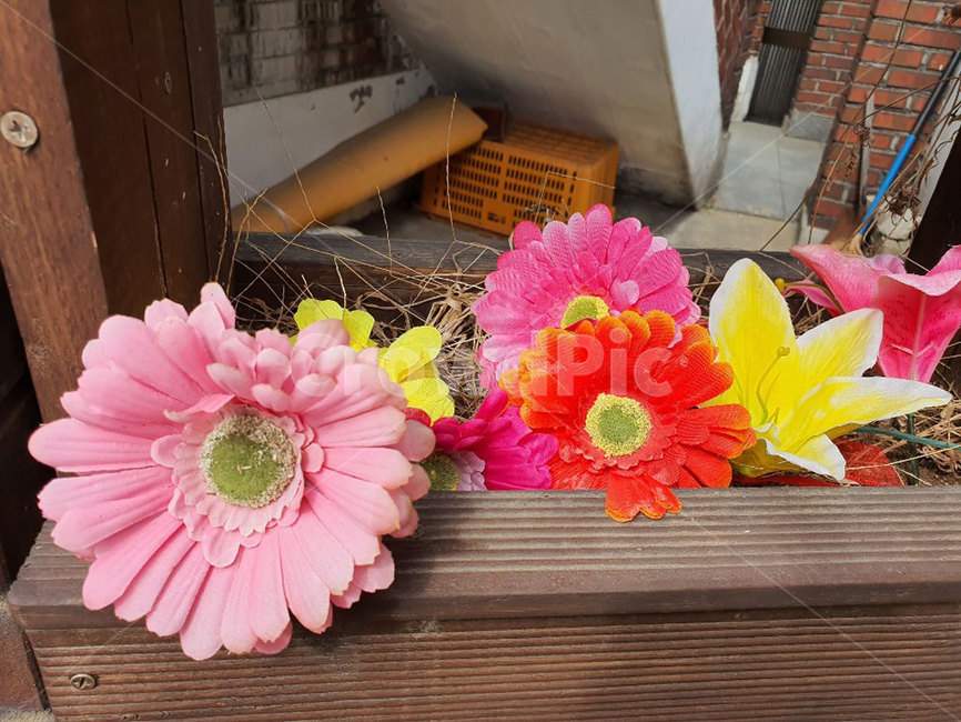plant,식물,꽃,flower,꽃들
