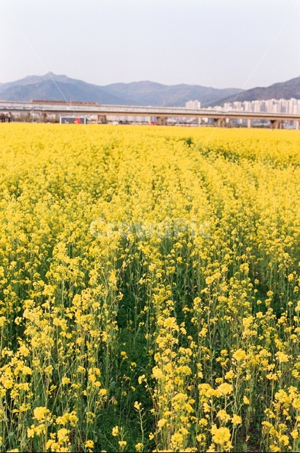 부산,대저생태공원,유채꽃,대저생태공원유채꽃축제,Film,Filmcamera,필름카메라,필름,감성사진,필름감성,봄,계절,spring,season,자연,풍경,nature,landscape,한국자연풍경,한국자연경관,korea nature landscape,field,들,grassland,목초지,outdoors,옥외