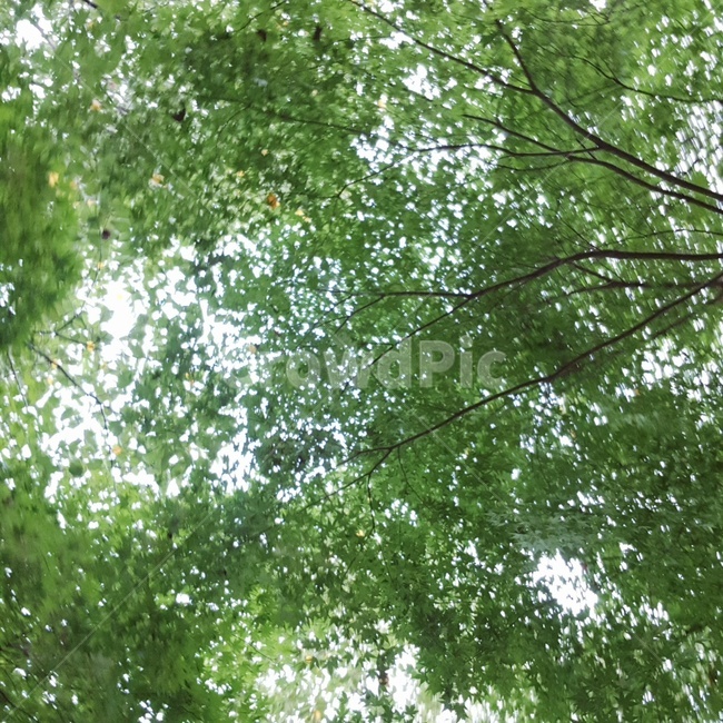 하늘,나무,풍경,자연,나뭇잎,자연,풍경,nature,landscape,식물,plants,tree,plant