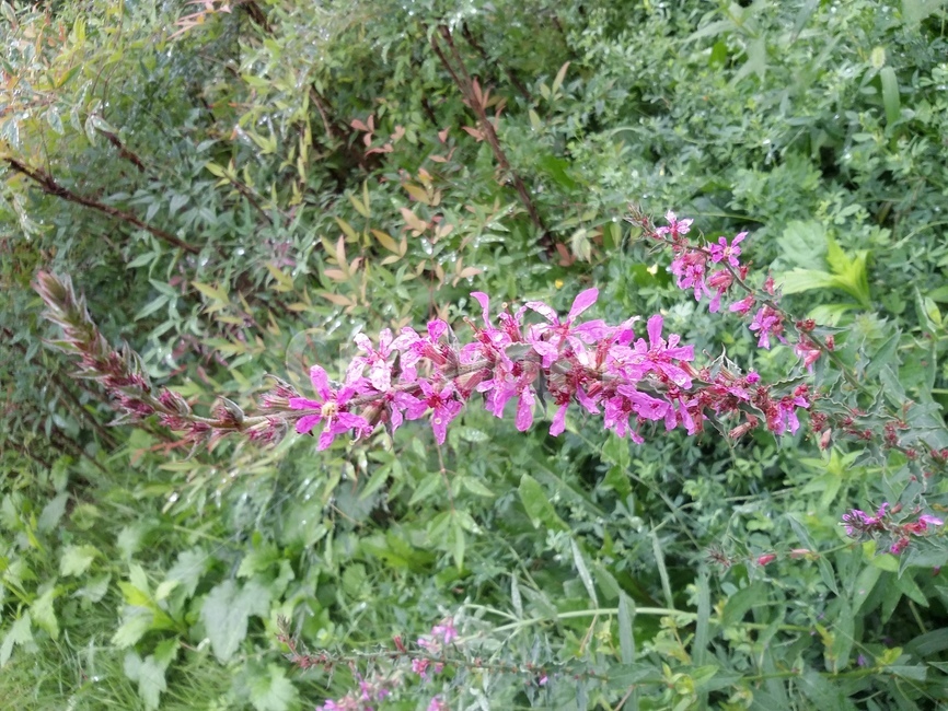 꽃,식물,flower,plant,자연,식물,자연,plants,nature
