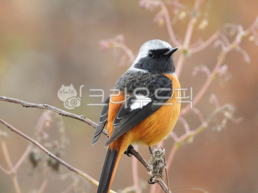 딱새,산새,daurianredstart,딱새수컷,동물,animal,bird,새