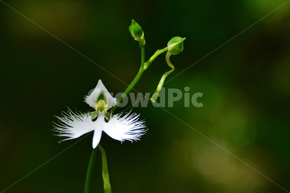 plant,식물,blossom,flower,꽃,난초과,관상용,하얀색,해오라비난초,해오라비난초꽃,야생화,다년생