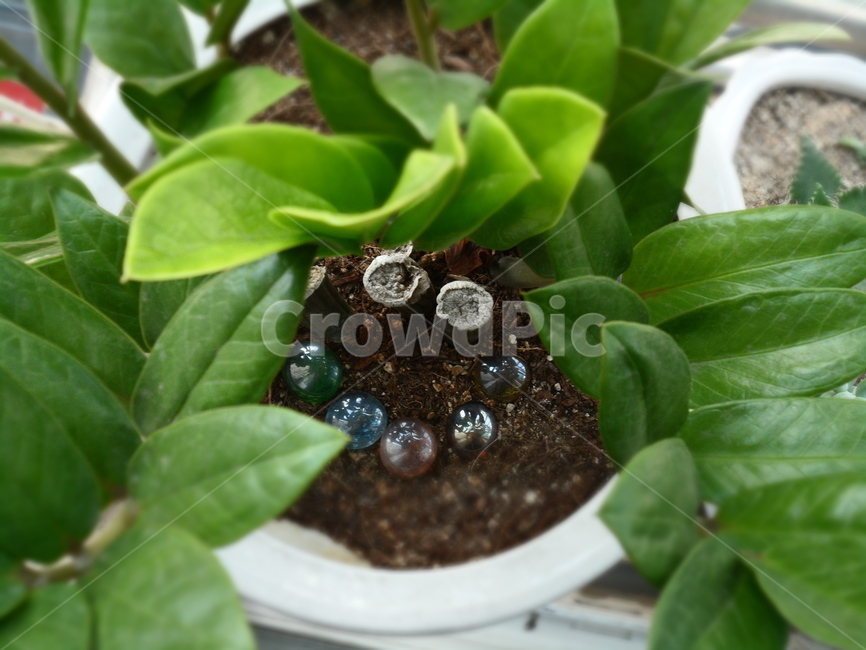 식물,잎,leaf,plant,smile