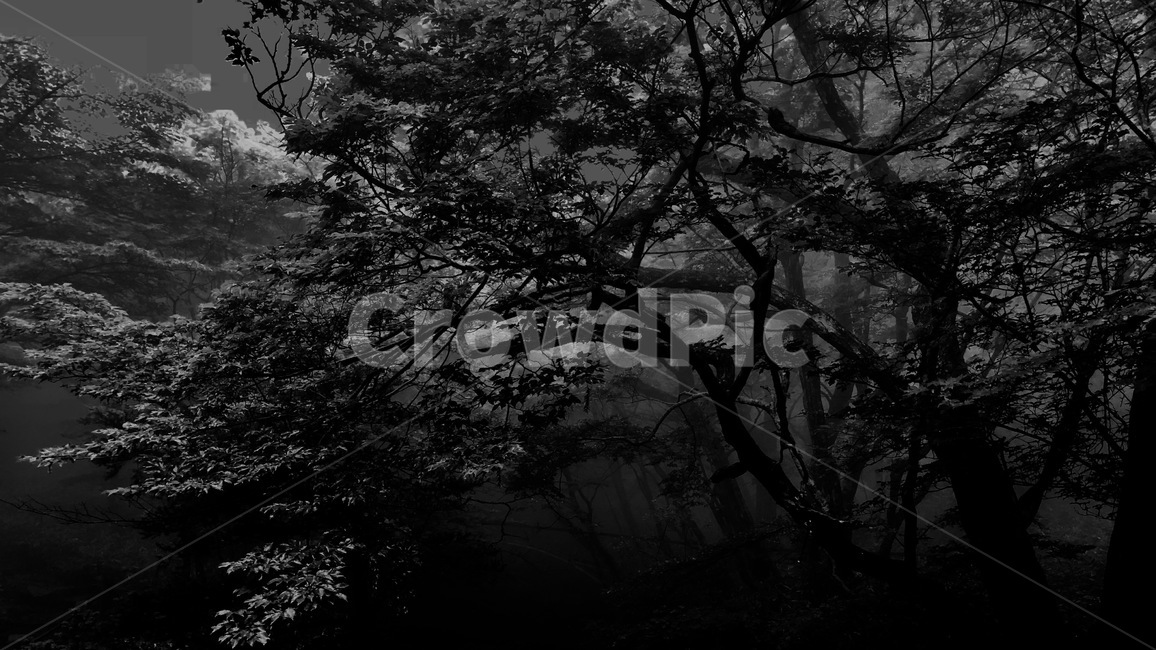흑백,나무,숲,어두운,풍경,쓸쓸한,black,white,tree,wood,dark,landscape,식물,자연,plants,nature,나무,trees,wood,흑백,모노톤,monochrome,black and white