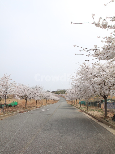 거리,야외,벚꽃,시골길,하늘,봄,봄,계절,spring,season,자연,풍경,nature,landscape,plant,식물,asphalt,아스팔트