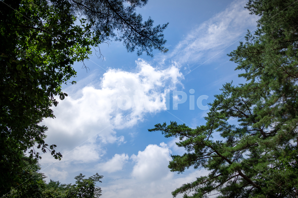 소나무,하늘,구름,자연,풍경,자연,풍경,nature,landscape,tree,나무,plant,식물,outdoors,옥외