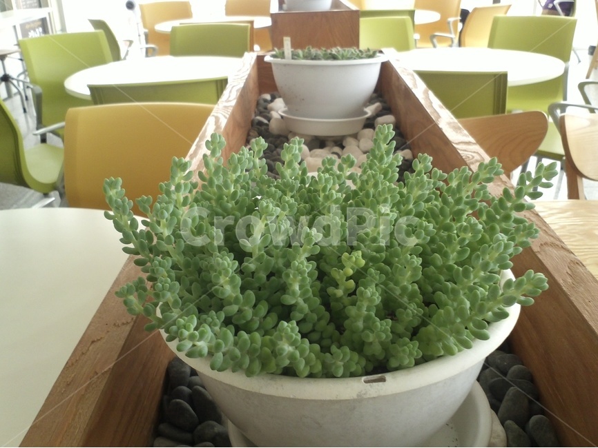 녹귀란,다육이,선인장,방울,식물,식물,자연,plants,nature,실내용화초,화분,화초,house plant,인테리어,실내디자인,interior design