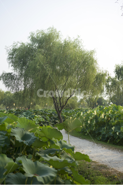연꽃,연꽃길,여름,궁남지,길,자연,풍경,nature,landscape,식물,plants,나무,trees,wood,tree,plant,outdoors,옥외,arbour,정자,garden,정원
