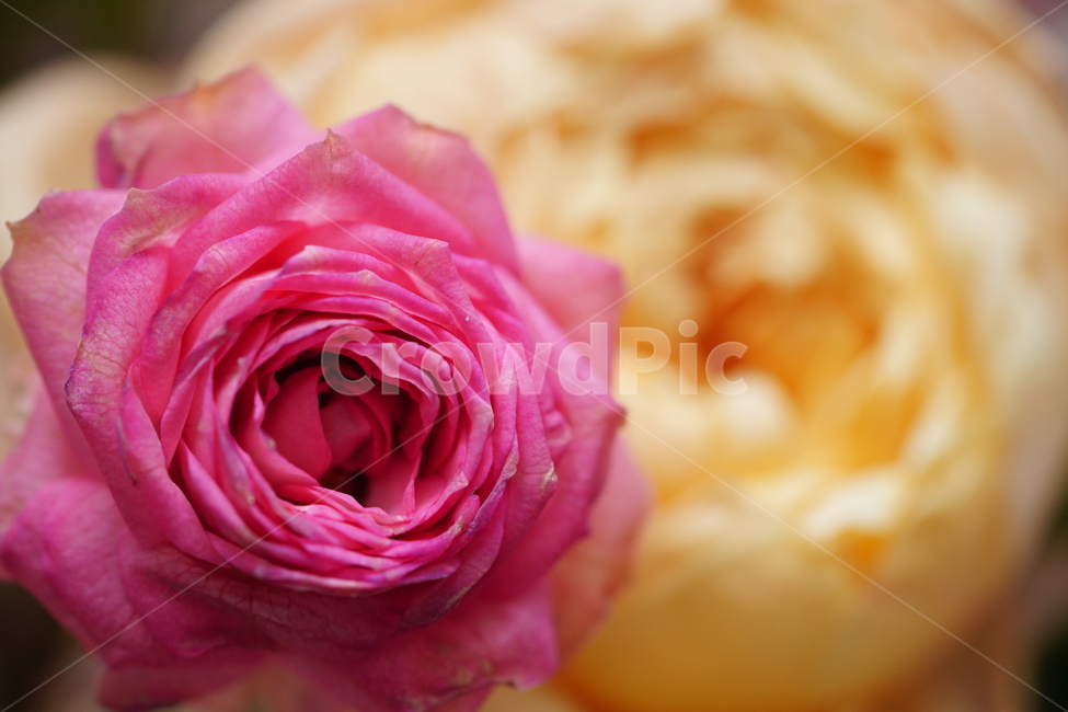 꽃,축하,꽃다발,식물,flower,색감,컬러,플라워,접사,감성,생물,감사,마음,꽃,flower