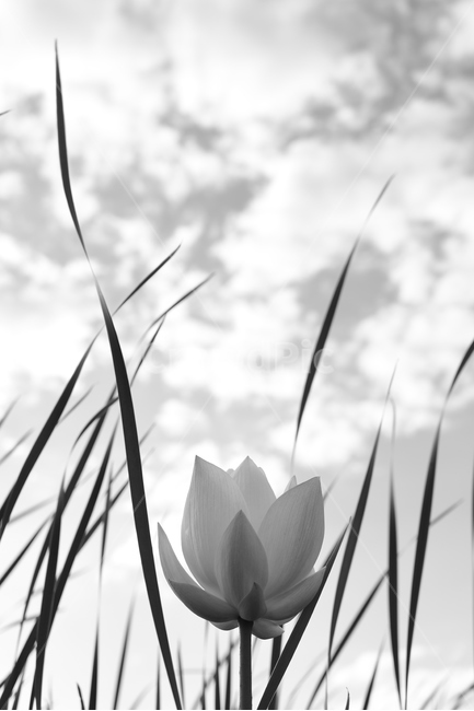 연꽃,연꽃사진,개화,묵언,자연,식물,자연,plants,nature,꽃,flower,흑백,모노톤,monochrome,black and white