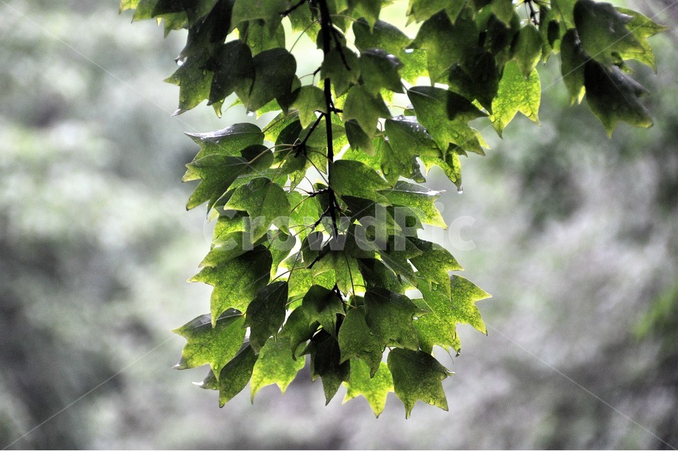 식물,녹음,자연,나뭇잎,역광,식물,자연,plants,nature