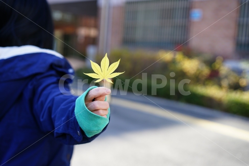 	가을,잎,단풍잎,감성사진,소녀,손,느낌,잎사귀,노랑,옐로우,색감,가을느낌,가을감성,가을,계절,fall,autumn,season,식물,자연,plants,nature,사람,인물,인간,human,person,신체일부,몸,body,leaf,plant