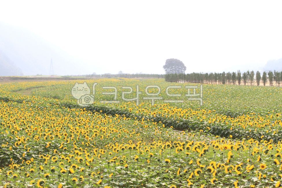 sunflowerflower,sunflowerfield,sunflower flower,autumn,sunflower field,sunflower
