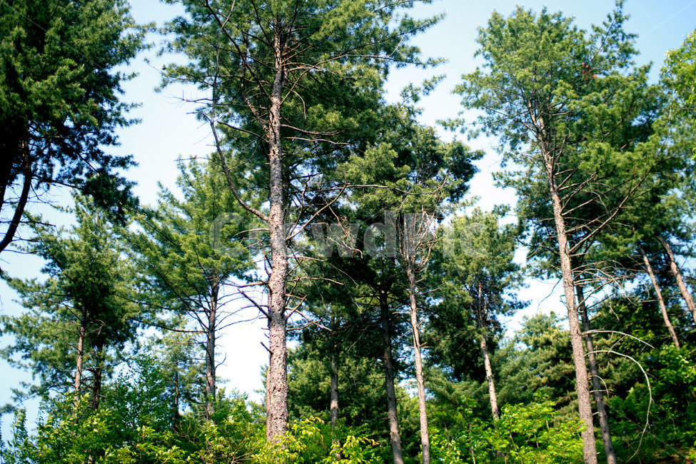 plant,식물,tree,나무,자연,nature,초록,하늘