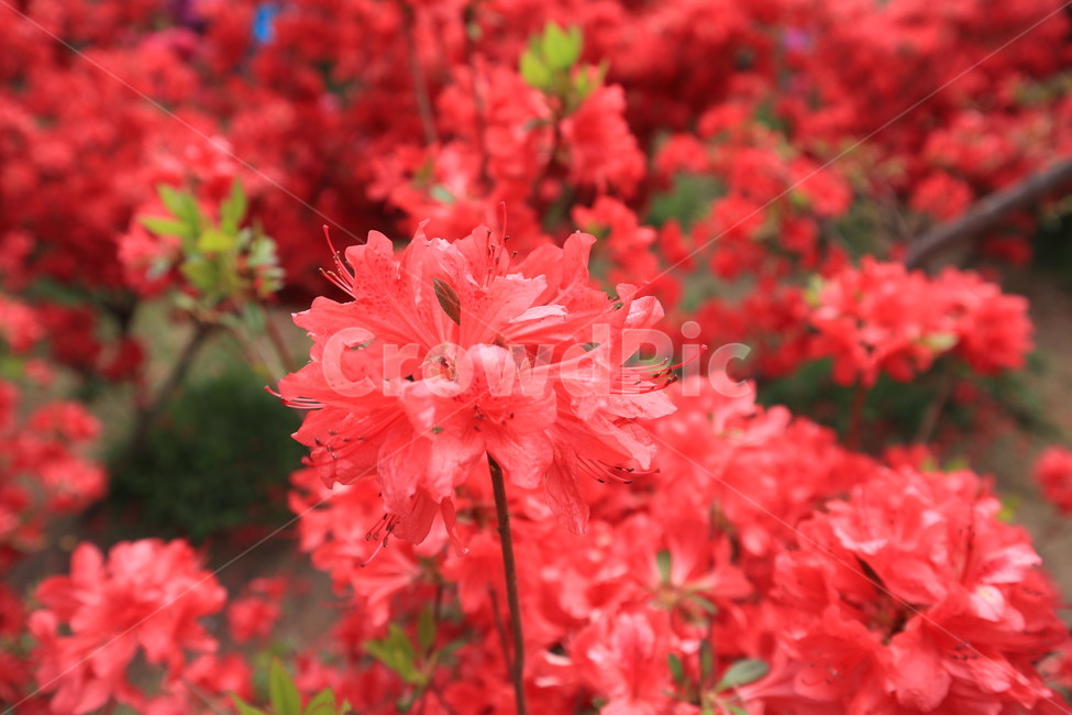 철쭉,봄,분홍색,식물,꽃,클로즈업,spring,자연,flower
