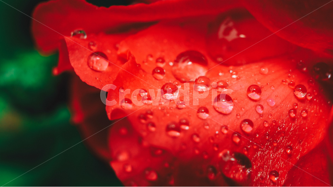 꽃,장미,접사,물방울,자연,꽃잎,closeup,flower,식물,자연,plants,nature,꽃,flower