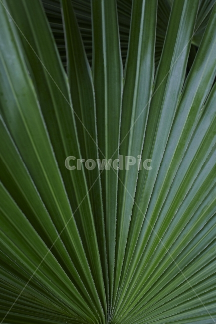 leaf,식물,나뭇잎,그린,green,palm,식물,자연,plants,nature