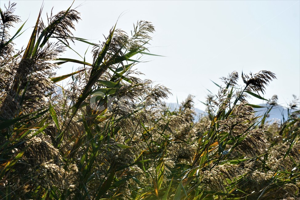 가을,갈대,식물,자연,하늘,빛,초록,감성,sky,nature,안개,green,fall,autumn,season,가을,계절,fall,autumn,season,plant,grass,잔디,lawn,reed