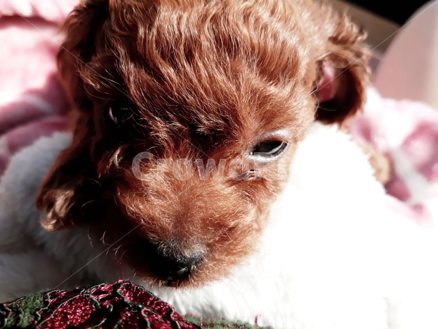 푸들,토이푸들,초코푸들,아기푸들,애프리푸들,동물,animal,포유류,mammal,개,강아지,dog,doggy