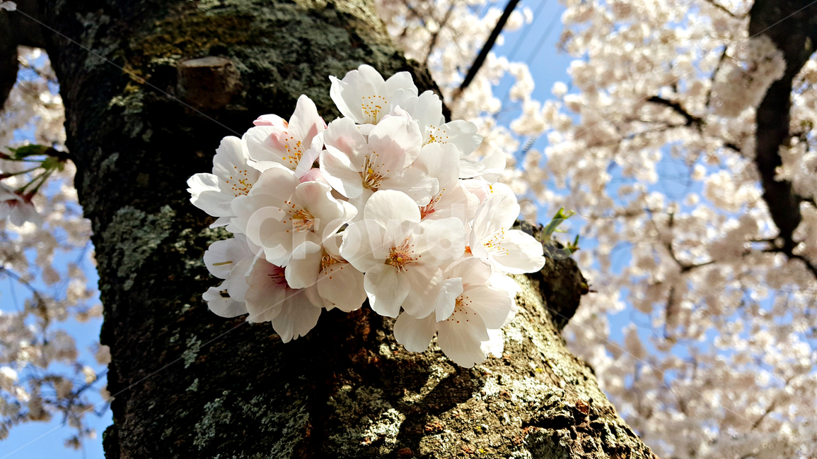 꽃,blossom,cherryblossom,식물,plant,벚꽃,벚나무
