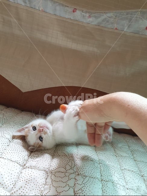고양이,새끼고양이,길고양이,반려동물,집사