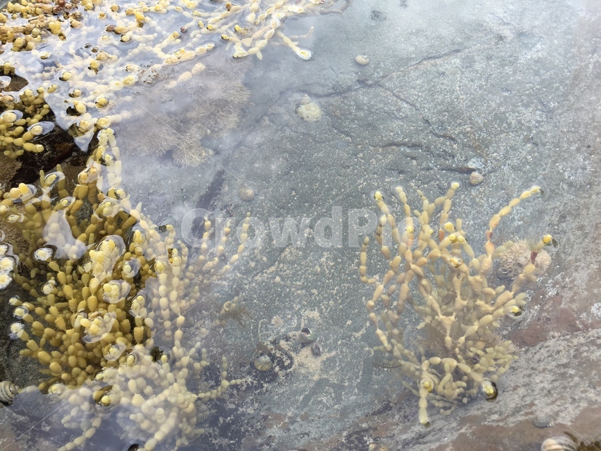 바닷물,바다,해조류,물,호주,자연,풍경,nature,landscape,plant,식물