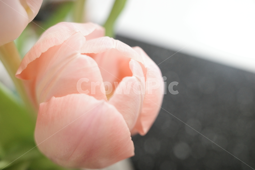 plant,식물,blossom,꽃,flower,튤립,꽃잎