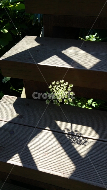 그림자,들꽃,꽃,빛과그림자,계단사이,계단,틈,틈새,식물,자연,plants,nature,꽃,flower