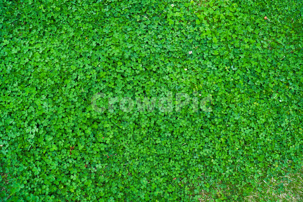 감성사진,배경사진,색감,식물,클로버,잔디,배경화면,배경,초록,식물,자연,plants,nature
