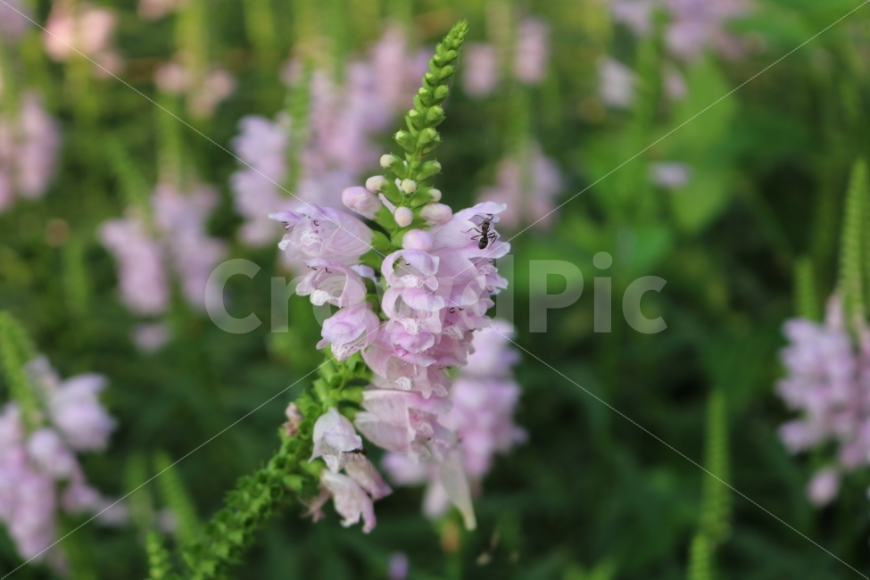 꽃,개미,자연,힐링,감성,식물,자연,plants,nature,꽃,flower,동물,animal,곤충,벌레,insect,bug