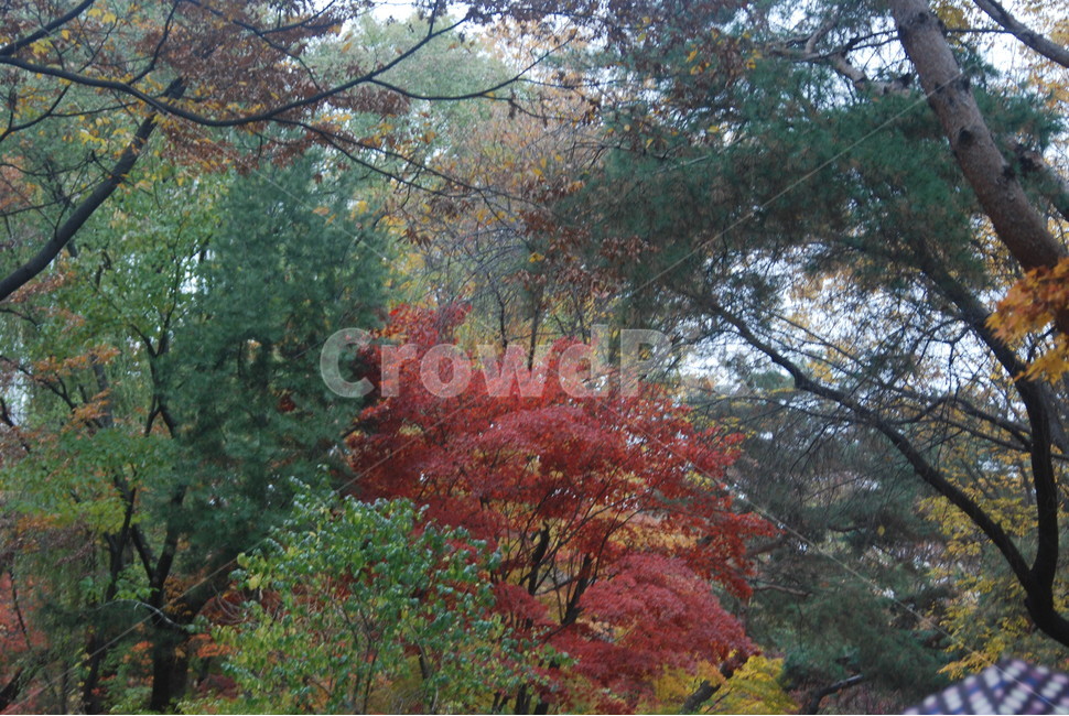 가을풍경,가을단풍,단풍,tree,나무,가을,계절,fall,autumn,season