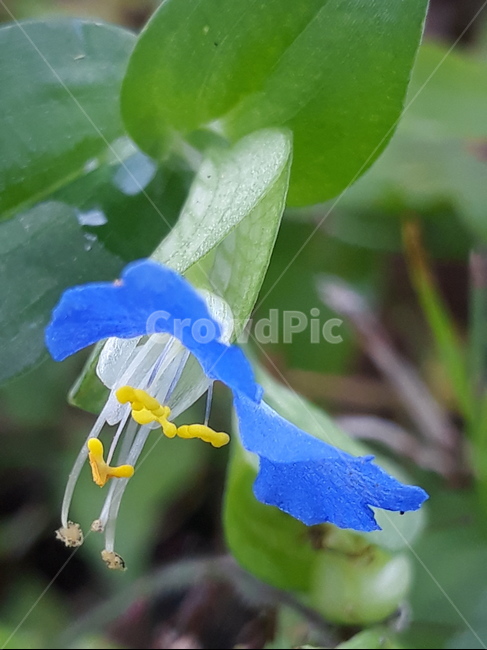 달개비,닭의장풀,꽃,식물,blossom,flower,식물,자연,plants,nature,꽃,flower