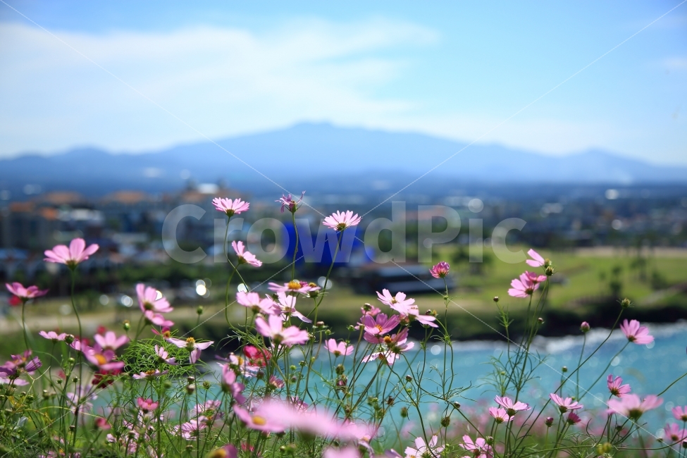 제주,제주여름,코스모스,사라봉,제주한라산,식물,꽃,가을,계절,fall,autumn,season,식물,자연,plants,nature,꽃,flower,outdoors,옥외,grassland,목초지,field,들