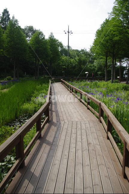 초록,신록,나무,식물,plant,길,자연,풍경,nature,landscape,building,건물,bridge,다리,boardwalk,산책로