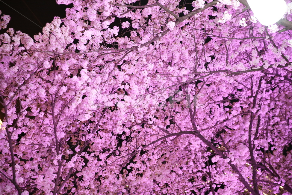 plant,식물,flower,blossom,꽃,벛꽃,야경,봄,계절,spring,season,야경,밤,풍경,nightscape,night,landscape