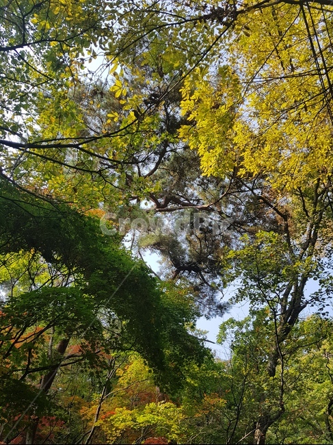 북한산국립공원,도봉산,낙엽,가을풍경,나무,바위