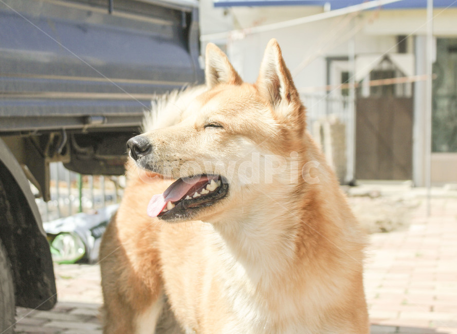반려견,진돗개,황구,가족,동물,미소,동물,animal,포유류,mammal,개,강아지,dog,doggy