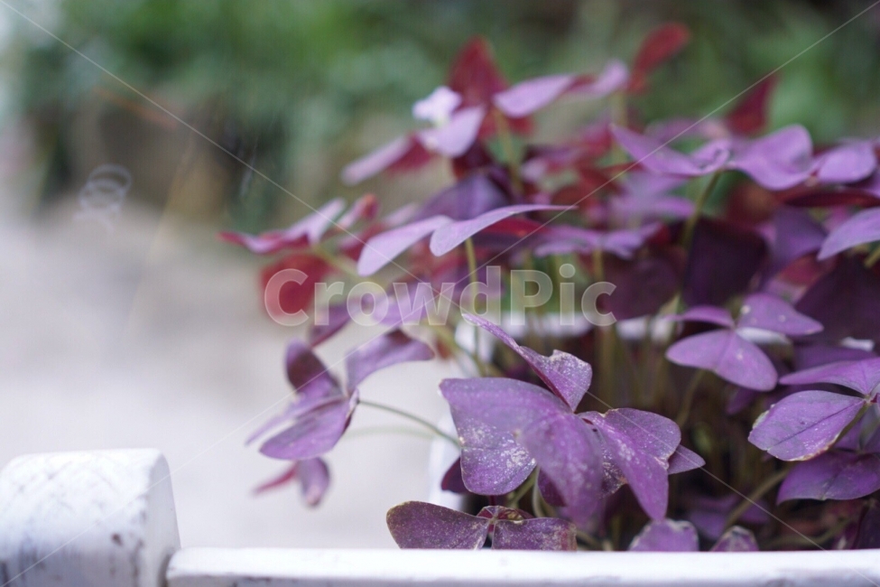 꽃,화분,카페,인테리어,풍경,감성,flower,cafe,interior,view,emotion,feeling,식물,자연,plants,nature,꽃,flower,실내용화초,화분,화초,house plant