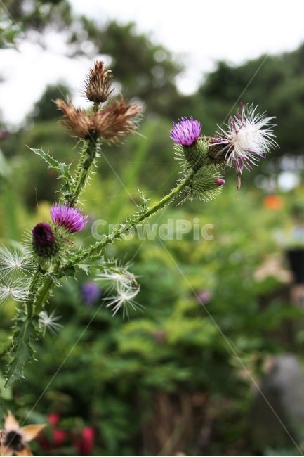 지느러미엉겅퀴,지느러미엉겅퀴꽃,국화과,야생화,식물,꽃,식물,자연,plants,nature,꽃,flower