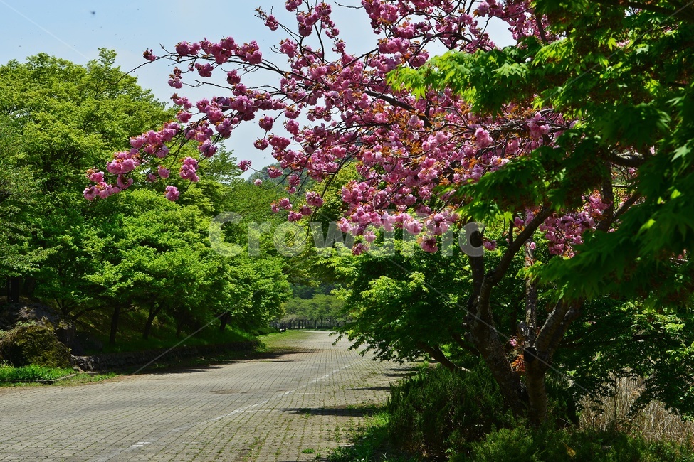 garden,정원,장성,백양사,봄,계절,연두색,outdoors,옥외,nature,자연,plant,식물,blossom,flower,꽃,왕벚꽃,벚꽃