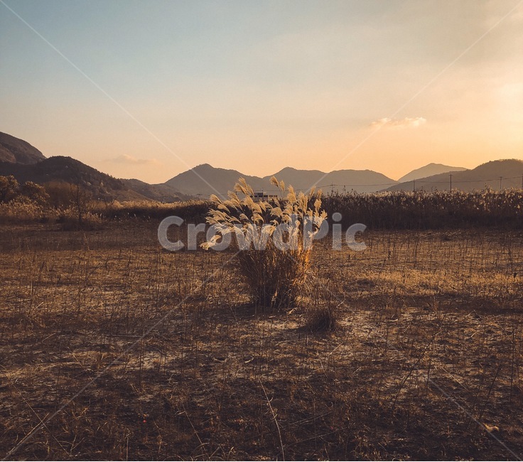 한다발,자연,풍경,아름다움,가을,노을,산,flower,landscape,fall,nature,beautiful,mountain,가을,계절,fall,autumn,season,자연,풍경,nature,landscape,outdoors,옥외