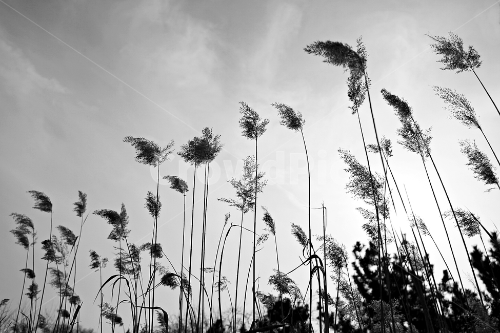갈대,식물,자연,풍경,배경,풍광,하늘,가을,계절,fall,autumn,season,자연,풍경,nature,landscape,흑백,모노톤,monochrome,black and white,grass,잔디,plant