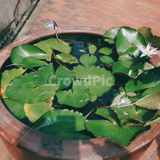 식물,꽃,연꽃,고요함,flower,식물,자연,plants,nature